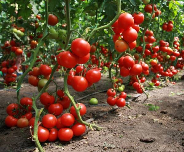 tomate de buena cosecha