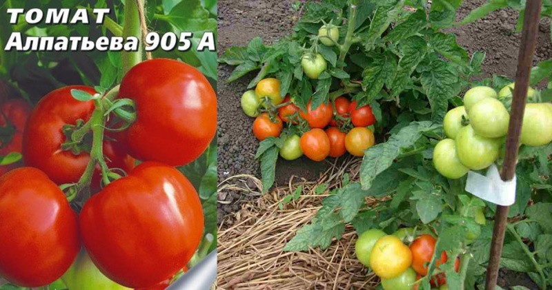 tomate alpatieva 905 a