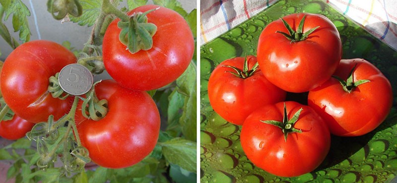 alouette de tomate