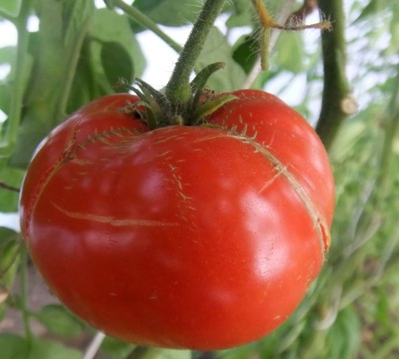 l'académicien de la tomate Sakharov