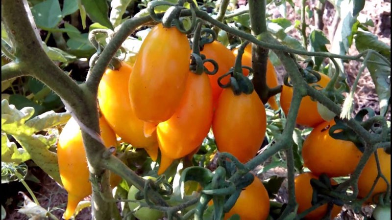 variété de canari doré