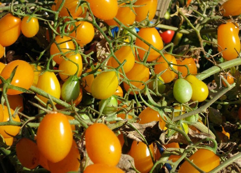 miel vert tomate