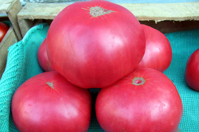 Indir tomates