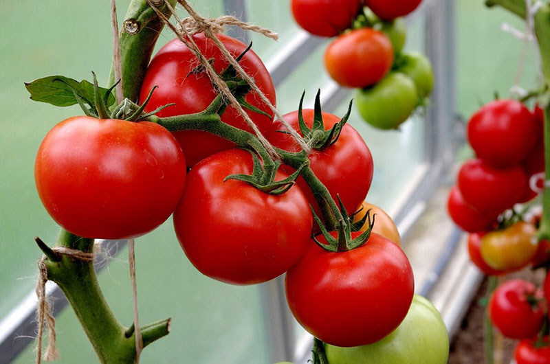 tomates à maturation tardive