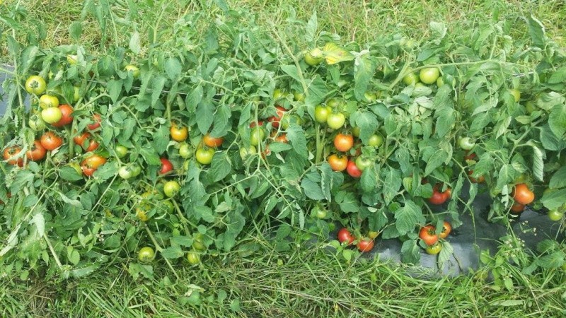 tomates en chêne