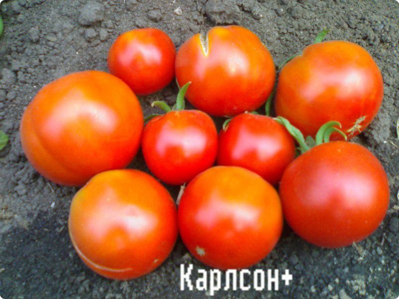tomate carlson