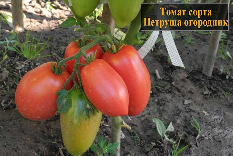 variétés de tomates persil jardinier