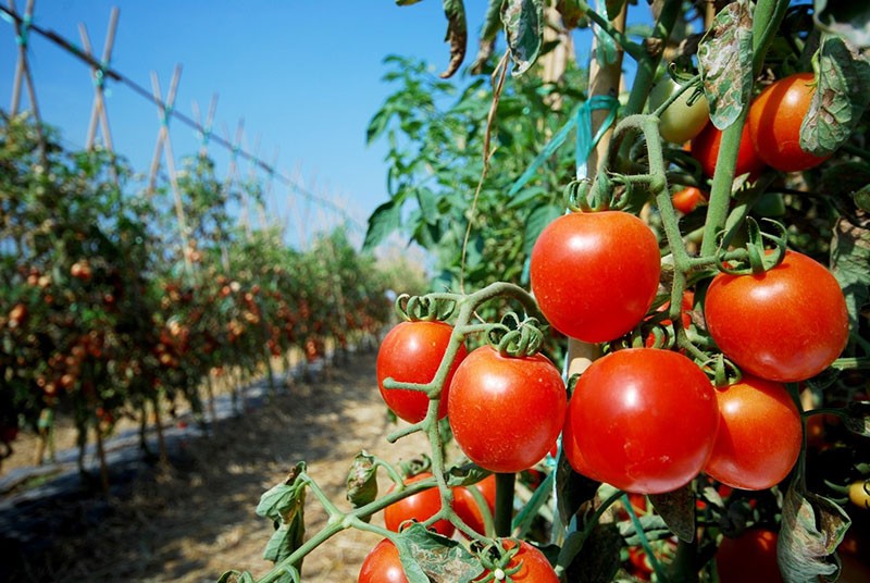 variétés de tomates pour la pleine terre