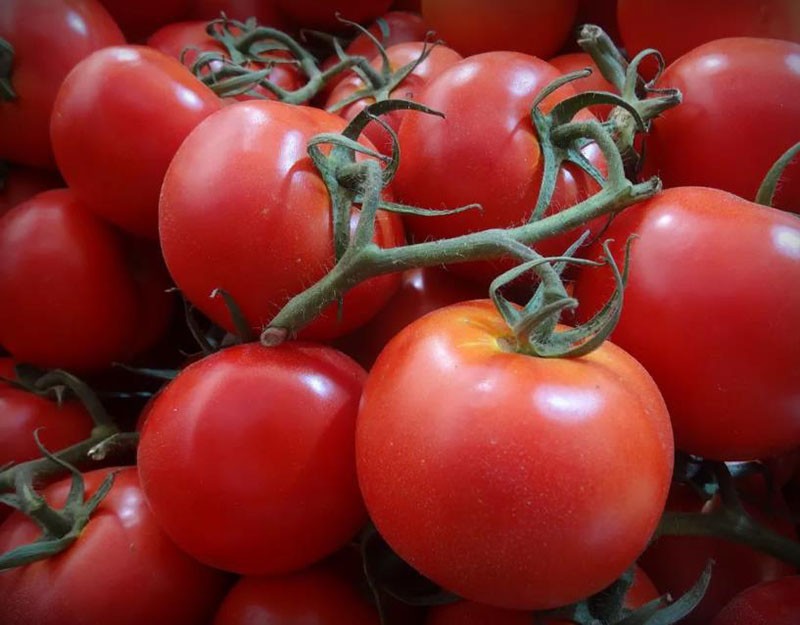 tomates annuta