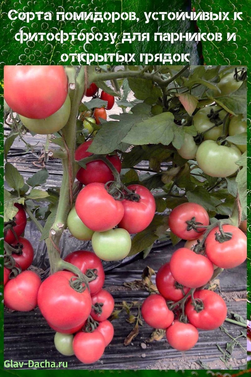 variétés de tomates résistantes au mildiou