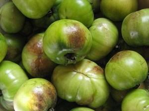 tomates con tizón tardío