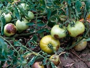 tomates con tizón tardío