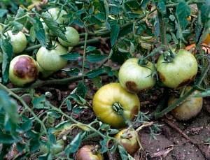 tomates avec mildiou