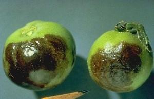 tomates infectados con tizón tardío