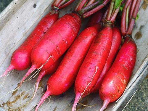 Gigante rojo de rábano