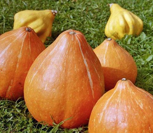 Variétés de citrouille Rossiyanka