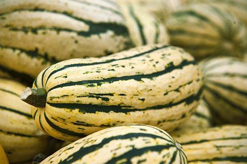 Citrouille Melon F1