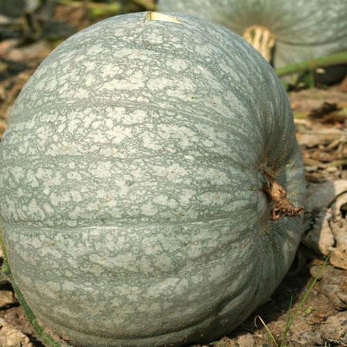 Citrouille de la variété Guérison