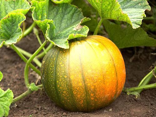 Orange buisson de citrouille