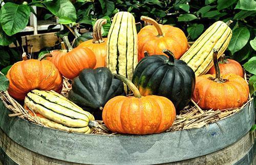 Citrouille de différentes formes et couleurs