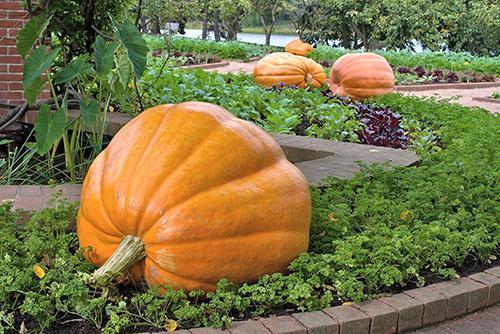 Variété de citrouille Big Moon