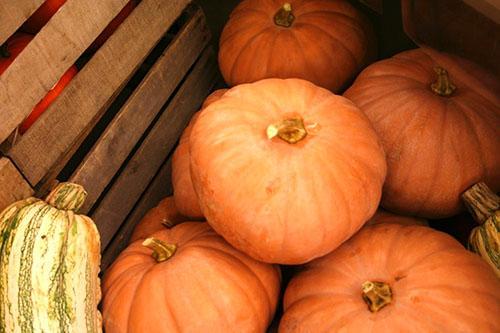 Variedad de calabaza Kupchikha