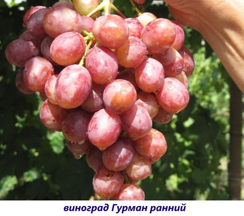 variedad gourmet temprana