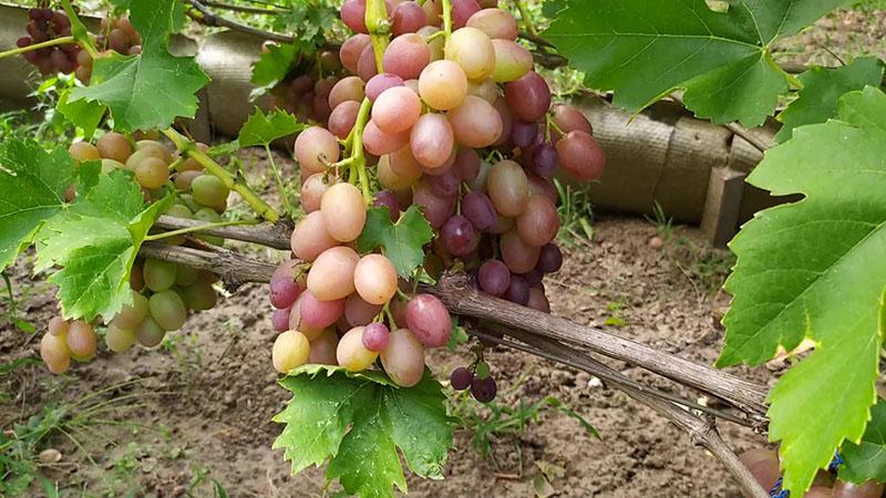 variedades de uva precoz-media