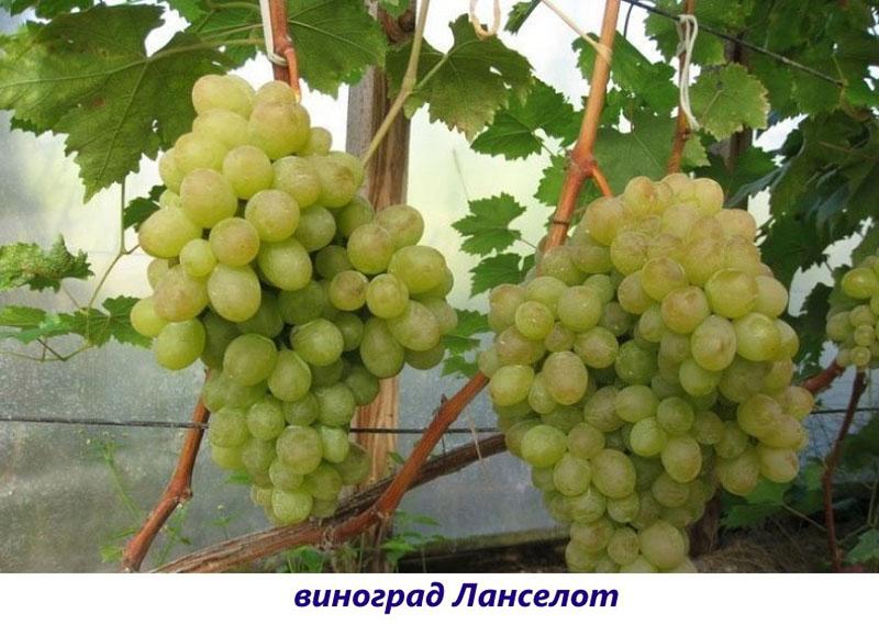 Variedad Lancelot