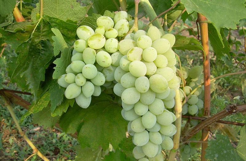 variedades de uva medianas