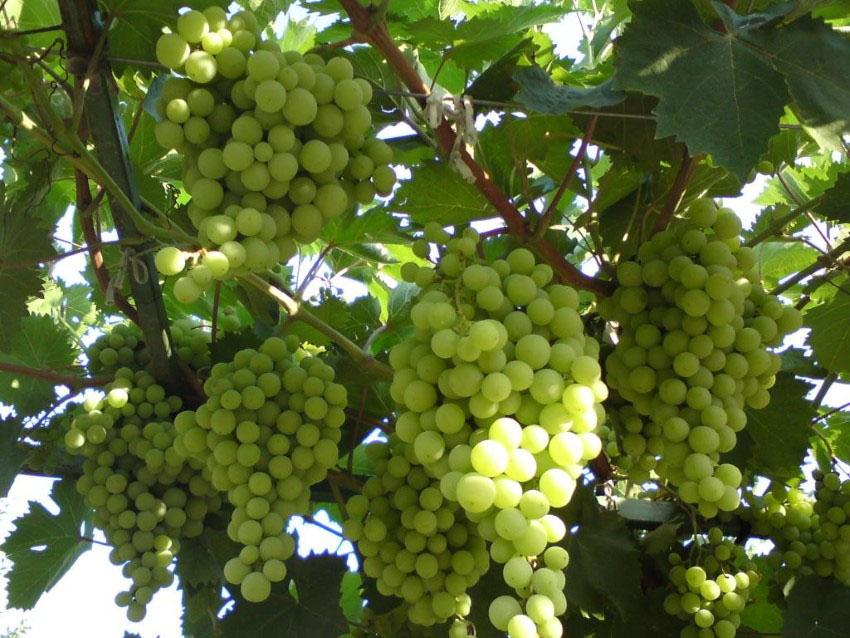 variedades de uva para el huerto campestre