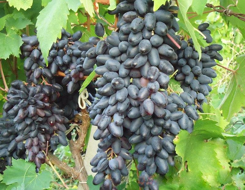 variedades de uva medio tardías
