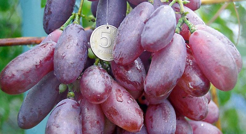 variedades de uva tardías