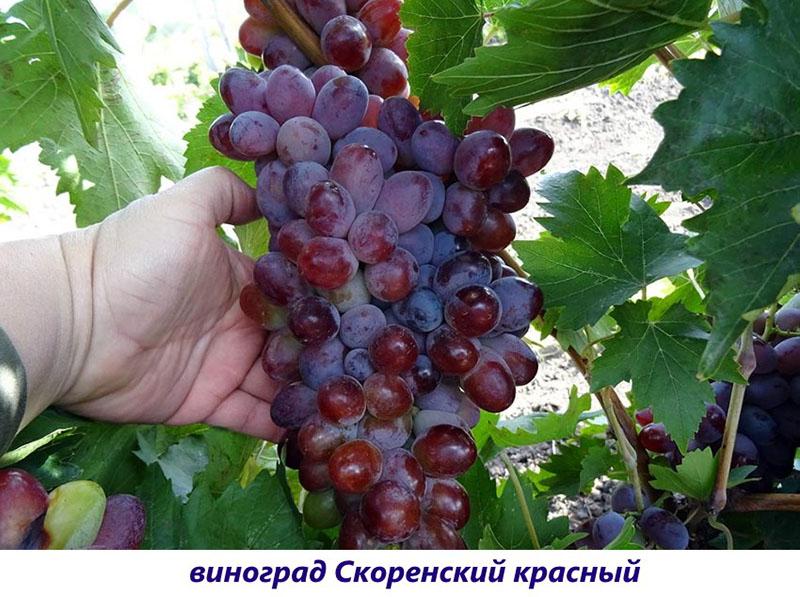 variedad Korensky rojo