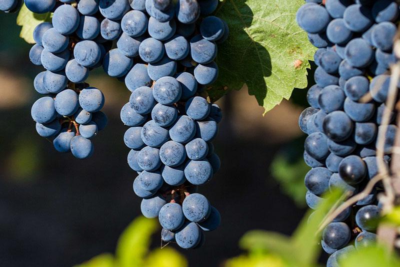 variedades de uva para vino