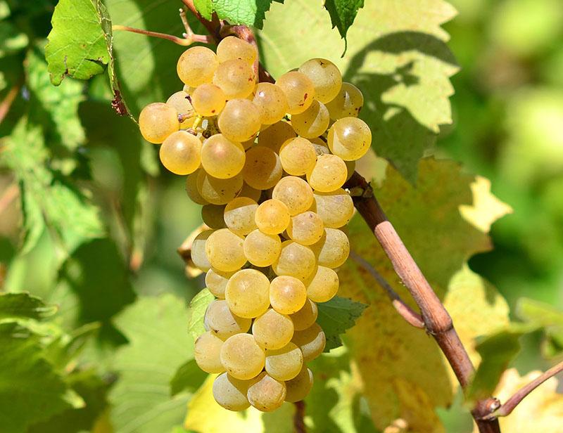 variedades de uva para vino blanco