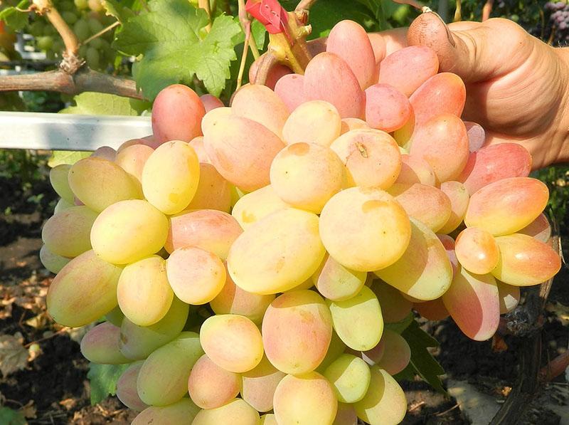 variedades de uva super tempranas