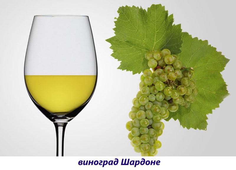 Variedad Chardonnay