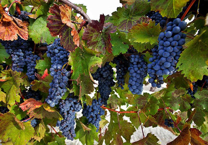 variedades de uva para vino tinto