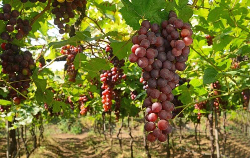 variedades de uva de mesa