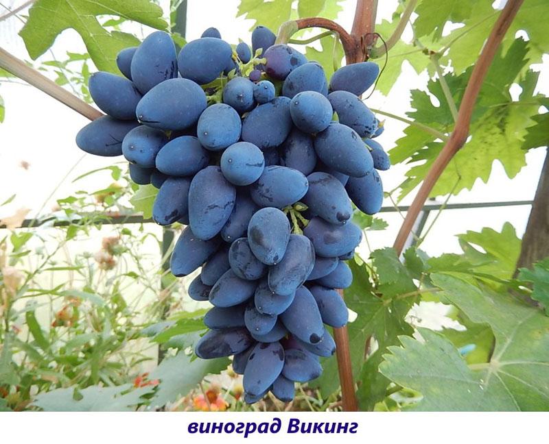 Variedad vikinga