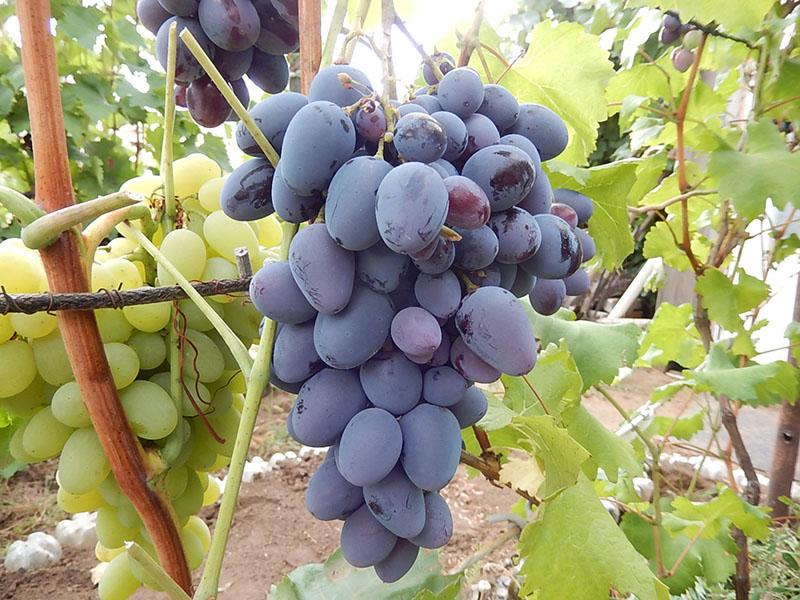variedades de uva precoces