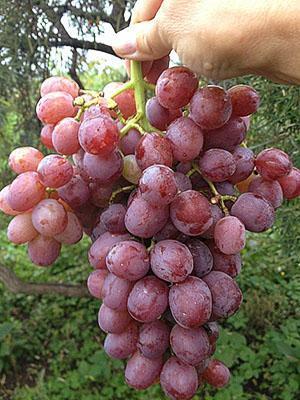 Uvas de Libia