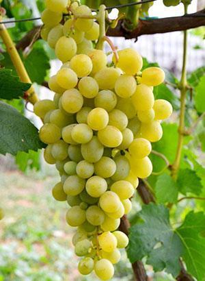 Uvas Adler