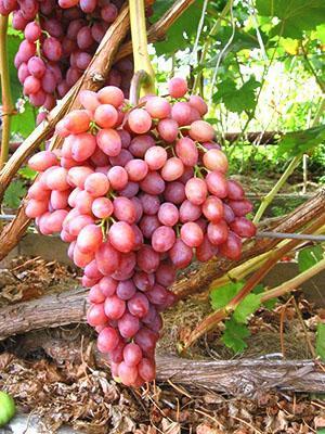 Uvas Veles