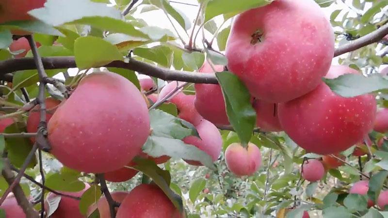 variétés de pommes d'hiver