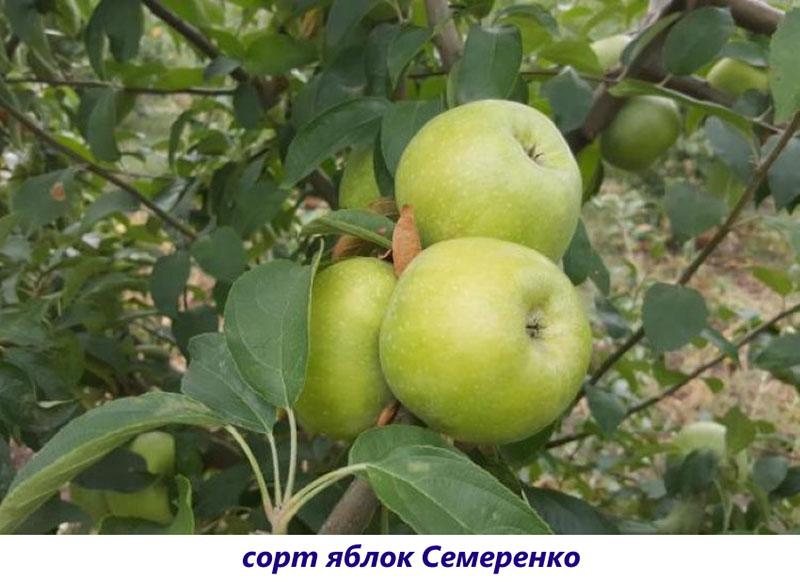 árbol de manzana