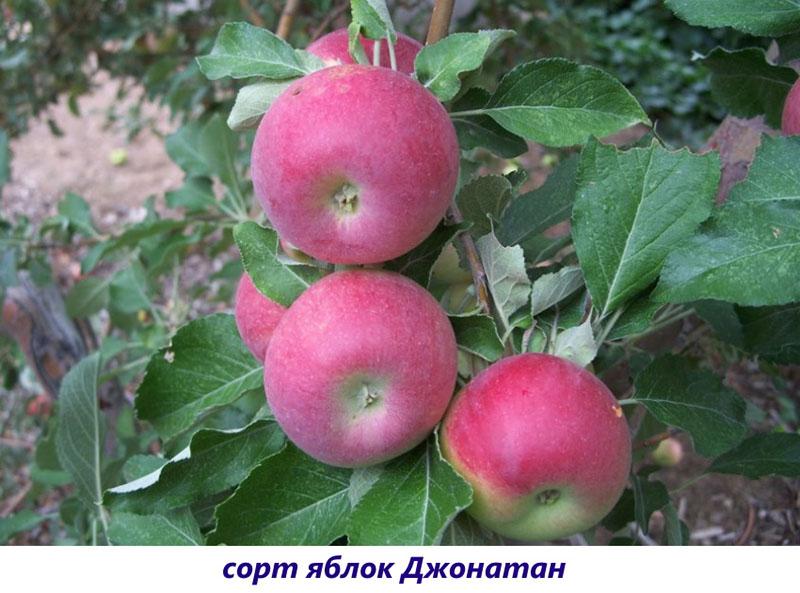 manzanas jonathan