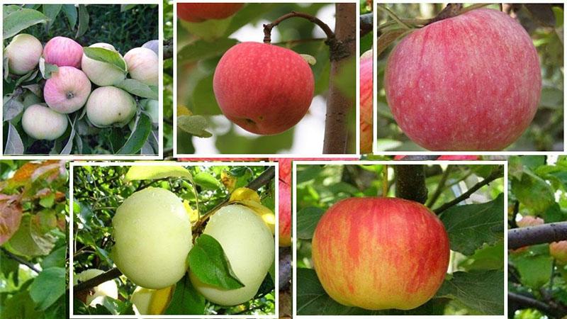 variétés précoces de pommes