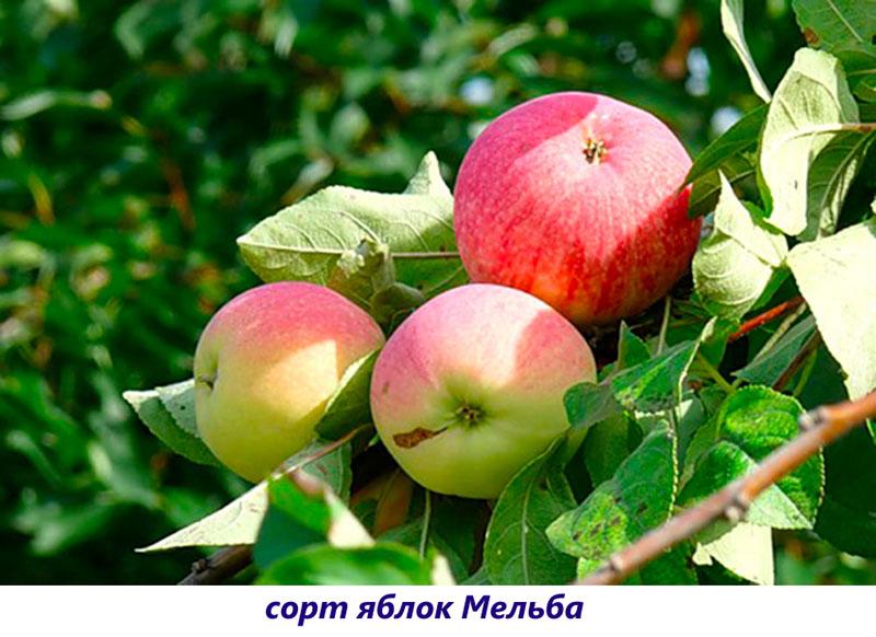 manzana melba